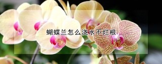 蝴蝶兰怎么浇水不烂根,第1图