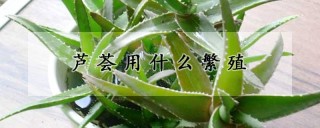 芦荟用什么繁殖,第1图