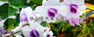 什么花代表父亲,第1图