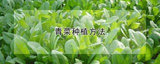 青菜种植方法,第1图