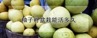 柚子籽盆栽能活多久,第1图