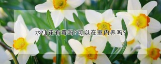 水仙花有毒吗?可以在室内养吗?,第1图