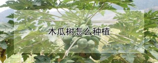 木瓜树怎么种植,第1图
