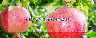 石榴怎么种植,石榴籽可以种吗,第1图