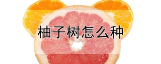 柚子树怎么种,第1图