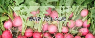 樱桃萝卜的生长过程,第1图