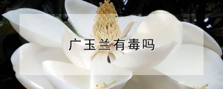 广玉兰有毒吗,第1图