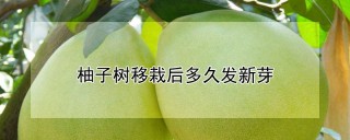 柚子树移栽后多久发新芽,第1图