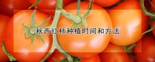 秋西红柿种植时间和方法,第1图