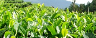 种植茶树的要求,第1图