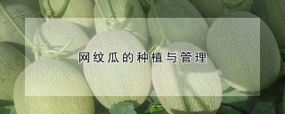 网纹瓜的种植与管理,第1图