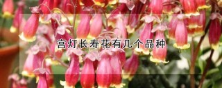 宫灯长寿花有几个品种,第1图