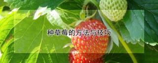 种草莓的方法与技巧,第1图
