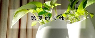 绿箩的习性,第1图