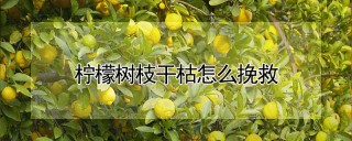 柠檬树枝干枯怎么挽救,第1图