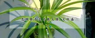 怎样养吊兰才能又绿,又旺盛,第1图