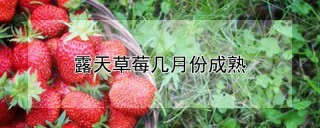露天草莓几月份成熟,第1图
