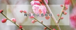 梅花可以插枝吗,第1图