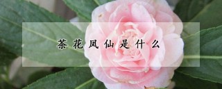 茶花凤仙是什么,第1图