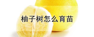 柚子树怎么育苗,第1图