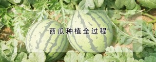 西瓜种植全过程,第1图