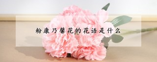 粉康乃馨花的花语是什么,第1图