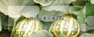 甜瓜苗要不要掐尖,第1图