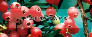 红豆杉种苗怎么种植,第1图