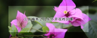 三角梅养了几年不开花咋回事,第1图