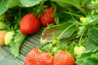 草莓种植技术,第2图