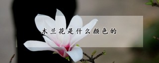 木兰花是什么颜色的,第1图