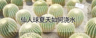 仙人球夏天如何浇水,第1图