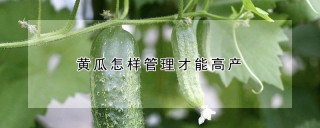 黄瓜怎样管理才能高产,第1图