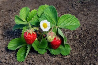 草莓什么时候种,第2图