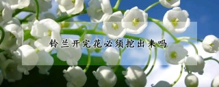 铃兰开完花必须挖出来吗,第1图