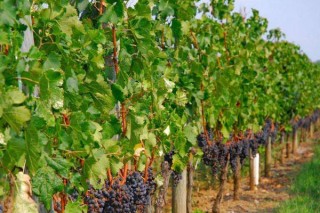 葡萄种植技术与管理,第3图