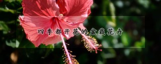 四季都开花的盆栽花卉,第1图