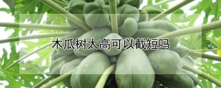 木瓜树太高可以截短吗,第1图