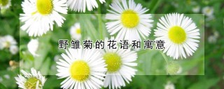 野雏菊的花语和寓意,第1图