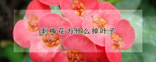 刺梅花为什么掉叶子,第1图