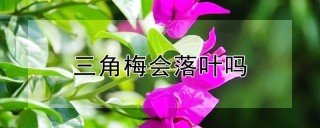 三角梅会落叶吗,第1图