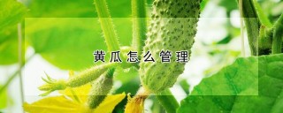 黄瓜怎么管理,第1图