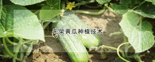无架黄瓜种植技术,第1图