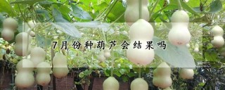 7月份种葫芦会结果吗,第1图