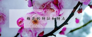 梅花的特征和特点,第1图