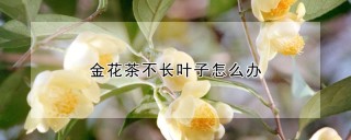 金花茶不长叶子怎么办,第1图