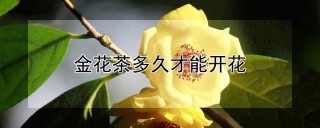 金花茶多久才能开花,第1图