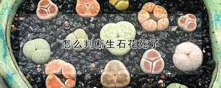 怎么判断生石花死了,第1图