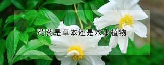 芍药是草本还是木本植物,第1图