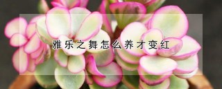 雅乐之舞怎么养才变红,第1图